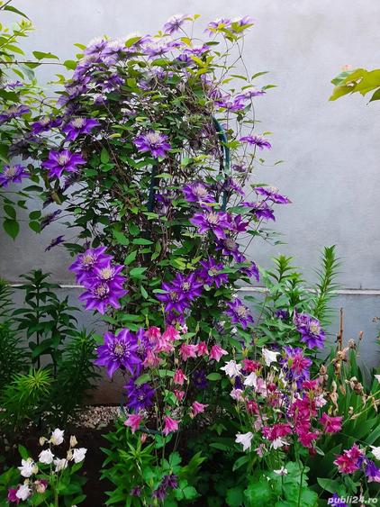 Vanzare casa Chiajna Ilfov - 8