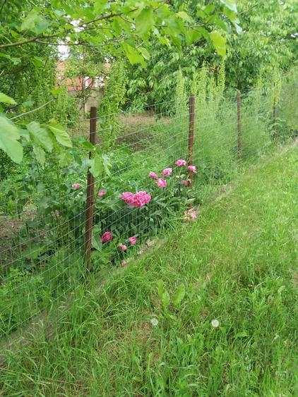 Casa Josani in com Pestisu mic la 9 km de oras Hd. Sup 2500 mp gradina,curte + livada - 4