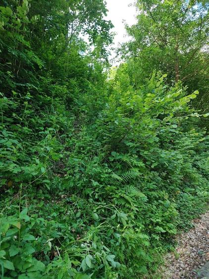 Teren Valea Cernei Baile Herculane - 6