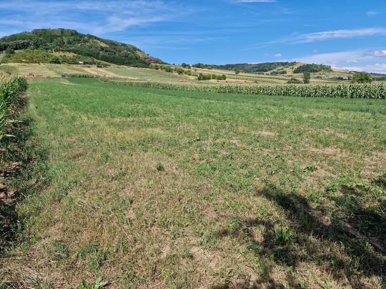 Teren intravilan de vanzare Uileacu de cris - 1