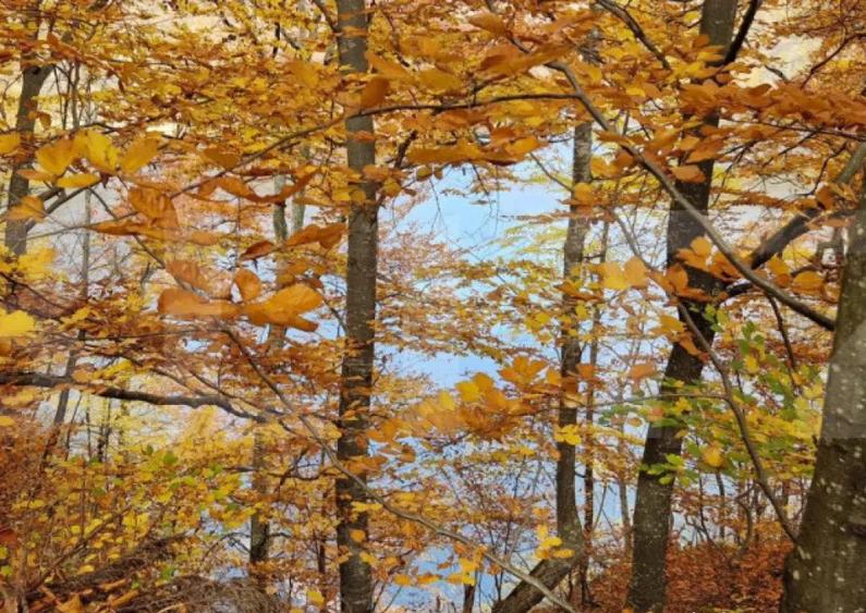 Teren extravilan 1200 mp, cu cabana, Tarnita, iesire la lac! - 6