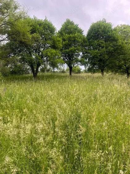 Teren intravilan 7426 mp de vanzare in Valea Doftanei utilitati la limita proprietatii - 3