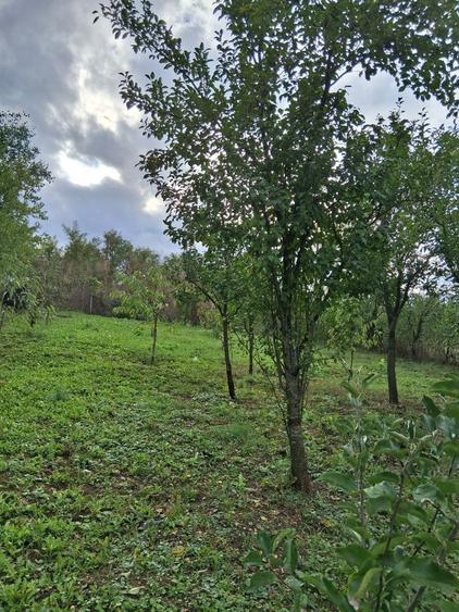 Teren de vanzare - 4