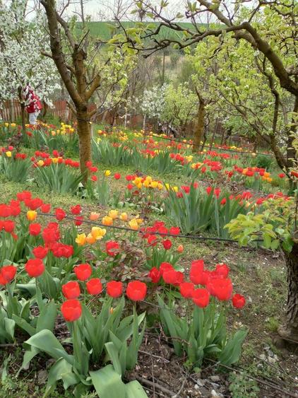 Vand casa de vacanta conac nou - 6