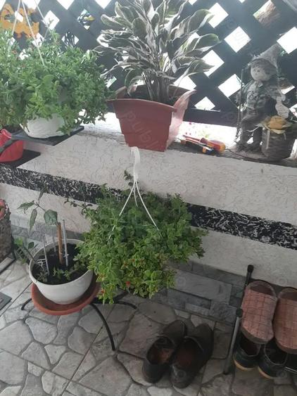 Casa de vanzare Sannicolau Mare - 2