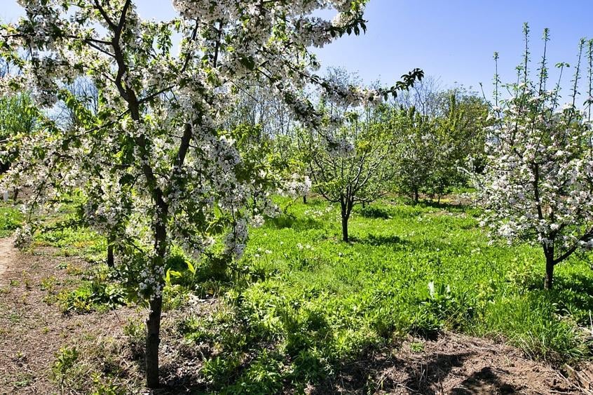 Sat Savesti, Comuna Branistea, judetul Dambovita - 9
