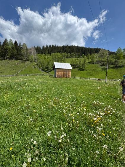 Vând proprietate 3,5 ha în Breaza de Sus, jud. Suceava, pe malul râului Moldova - 5