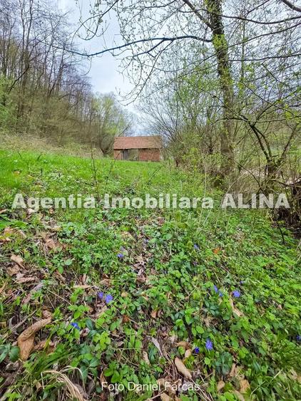 Teren intravilan 1.700 mp + 6.600 mp Padure de foioase + 1.200 mp Padure de foioase, Sat Nojag. - 12