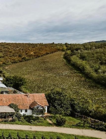 Crama / distilerie  boutique + 20000 sticle vin premium in DOC MINIS - 6