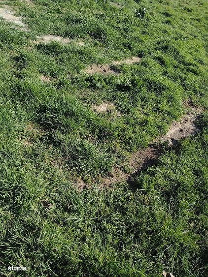 Teren intravilan de vanzare, acces asfaltat - 1