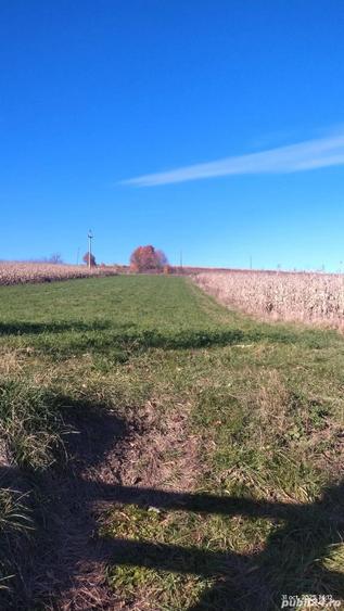 Vand teren de casa, intravilan, utilitati la poarta - 6