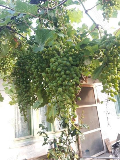 Casa de vanzare in loc. MORODA jud. ARAD - 5