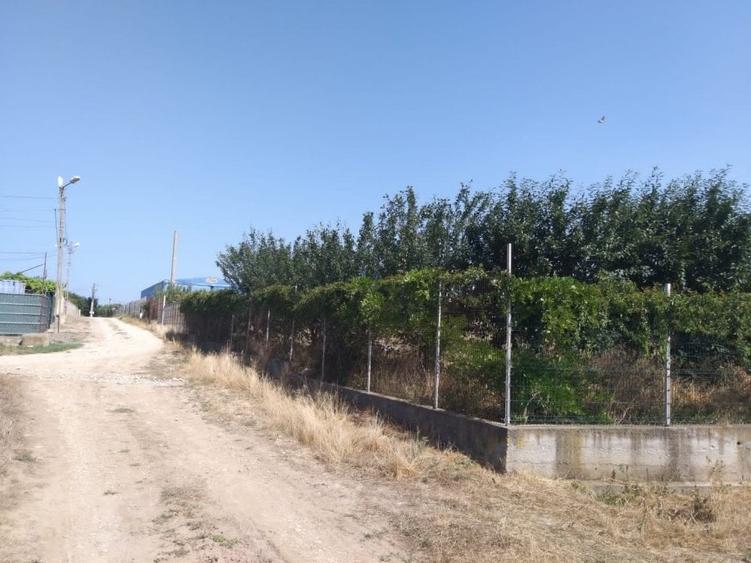 Poiana- str. Cerealelor, teren intravilan curti constructii 3417 mp de vanzare - 2