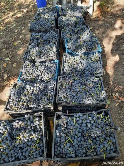 Casa si teren intravilan comuna Dumbraveni, Vrancea - 7