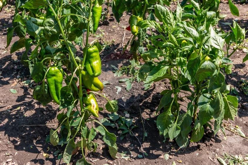 Casa+Laborator+ Teren 12.700 mp + casa de vacanta - Bolintin Vale - 25