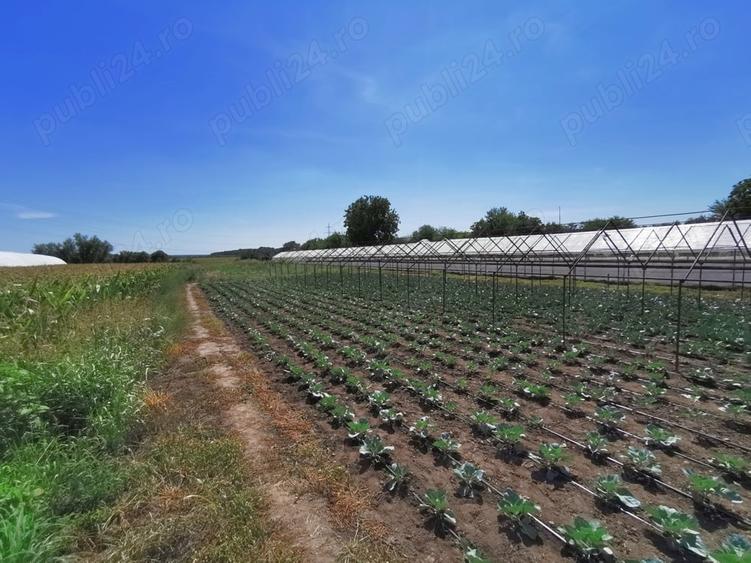 Casă cu 5 camere cu Teren 4365 Mp în Vidra