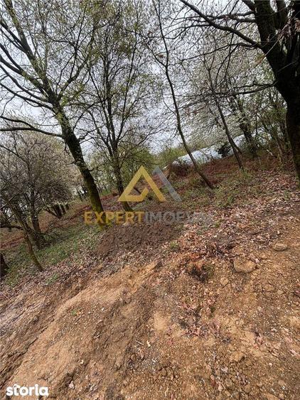 Teren intravilan in spate la Castel Transilvania 1.000mp - 5