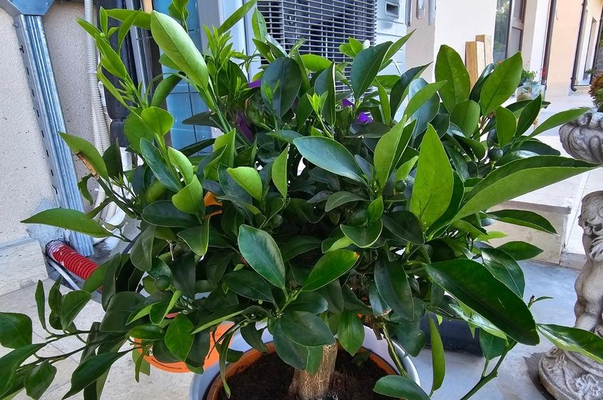 3 Camere Zona Energia Mobilat Utilat Termen Lung - 14