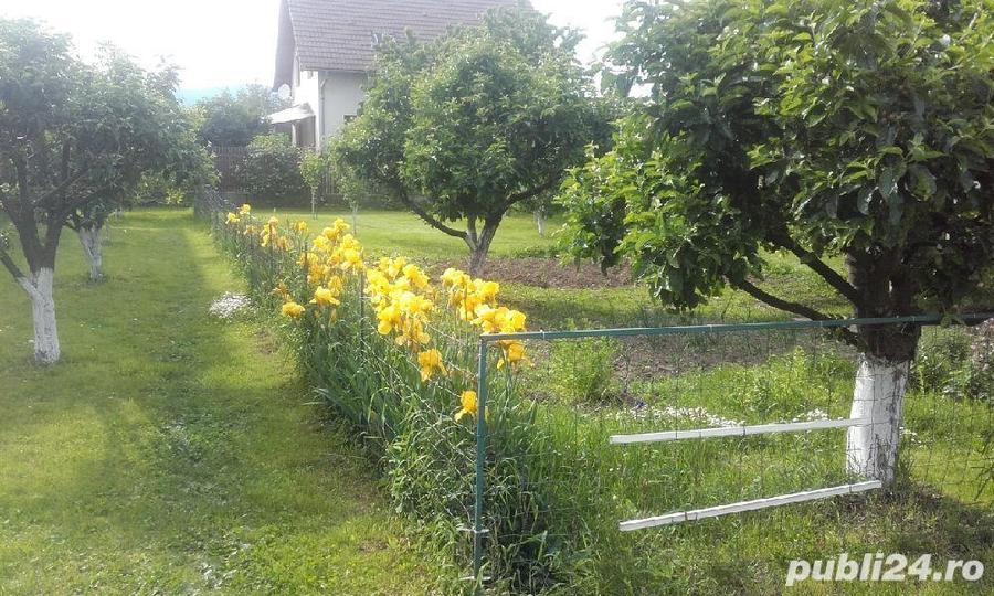 Casa Individuala 200 mp Ghimbav - 1