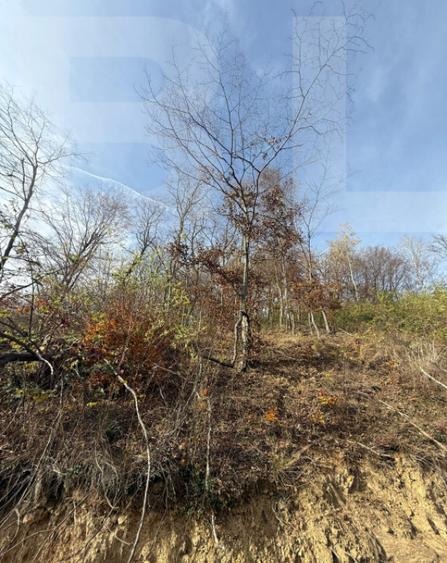 Teren extravilan impadurit, 20424 mp ideal pentru investitie - 8