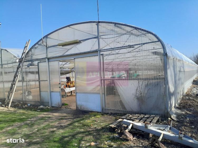 Vanzare Teren 3100 Mp - Sat Rosiori (Il) - 7