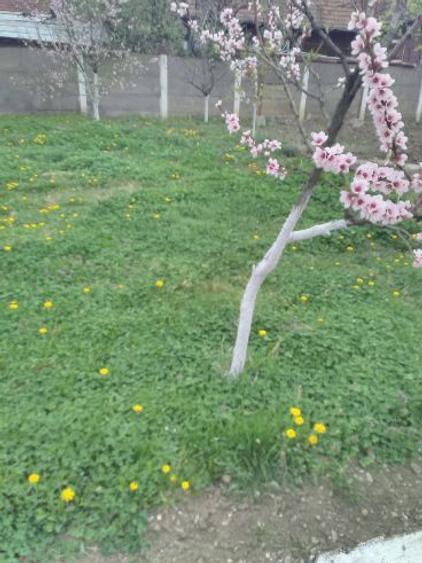 vanzare ,inchiriere sau schimb de locuinta cu casa  mai mica in hunedoara - 2