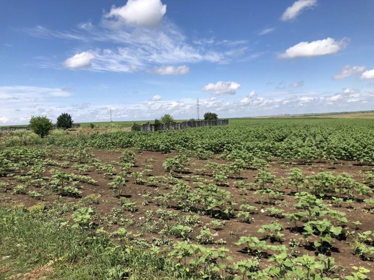 Teren de vanzare la Dudesti Noi - 6