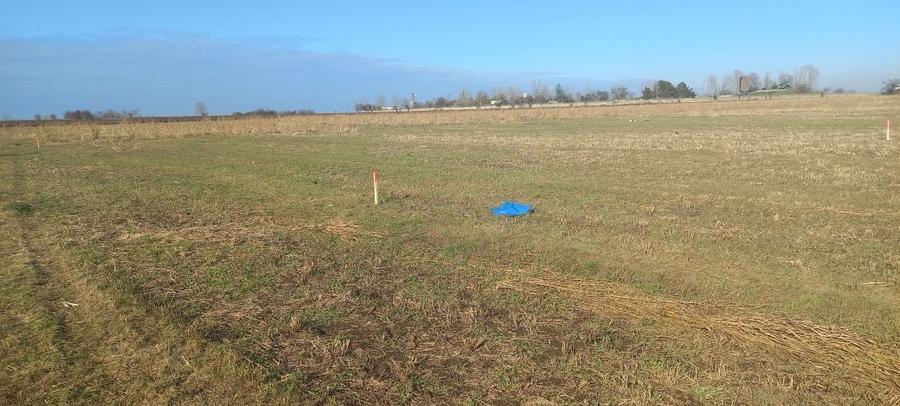 Teren de vanzare Costinesti Schitu - 1