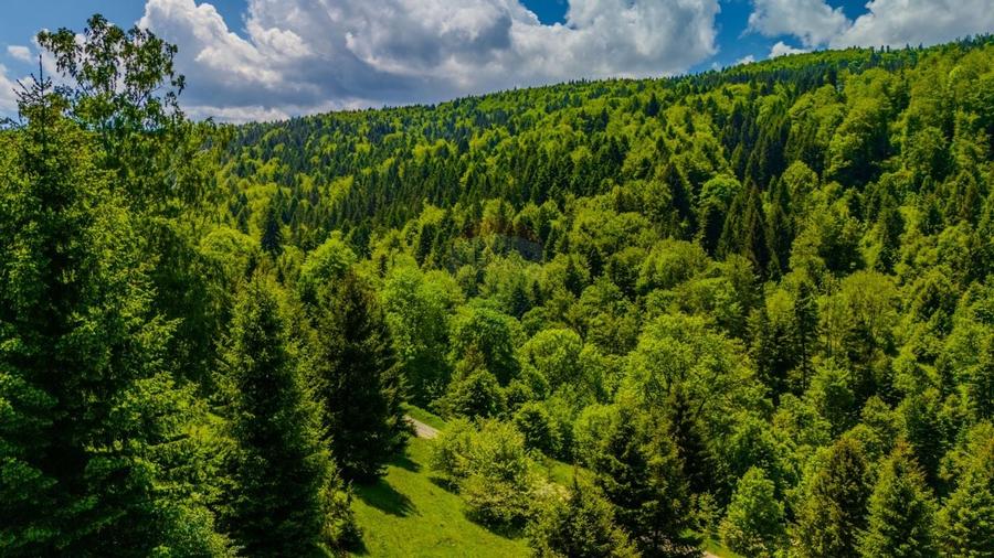 Teren extravlan 14,400mp Paraul Rece / Strada 3 brazi - 11