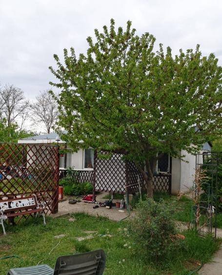 Casa comuna Chiscani, Braila - 6