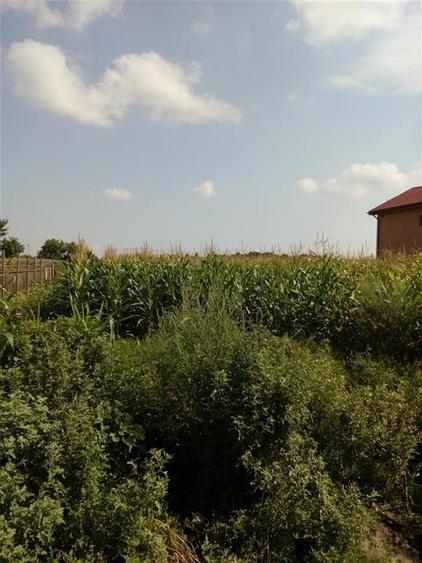 Vanzare Teren Serbanesti, Bacau - 4