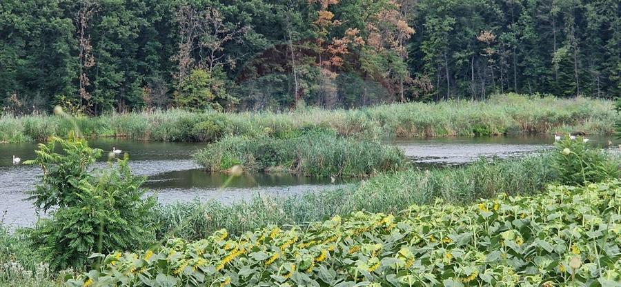 DE VANZARE Teren agricol 4500mp Moara Vlasiei - 2