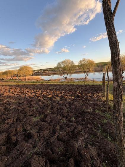 Teren de vanzare Walter Maracineanu Comuna Iepuresti judet Giurgiu - 6