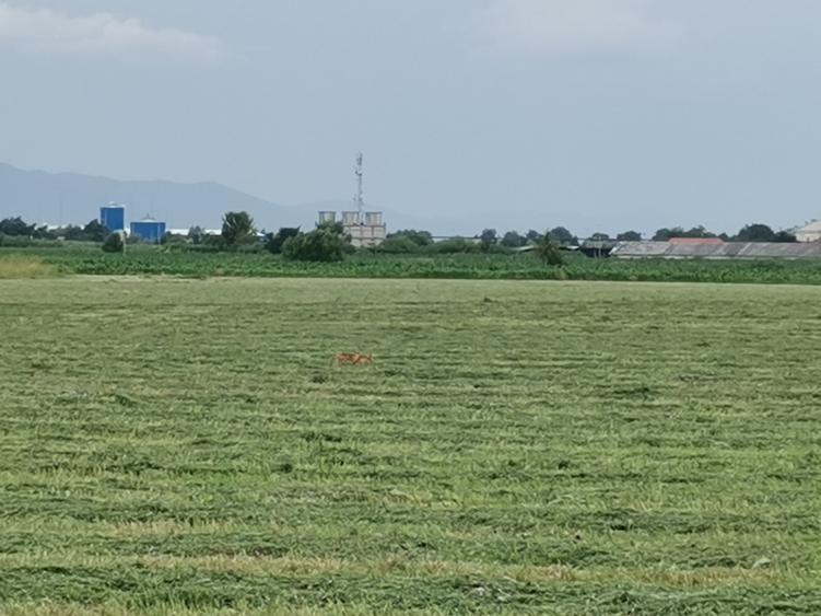 Teren agricol in zona Bod - 1