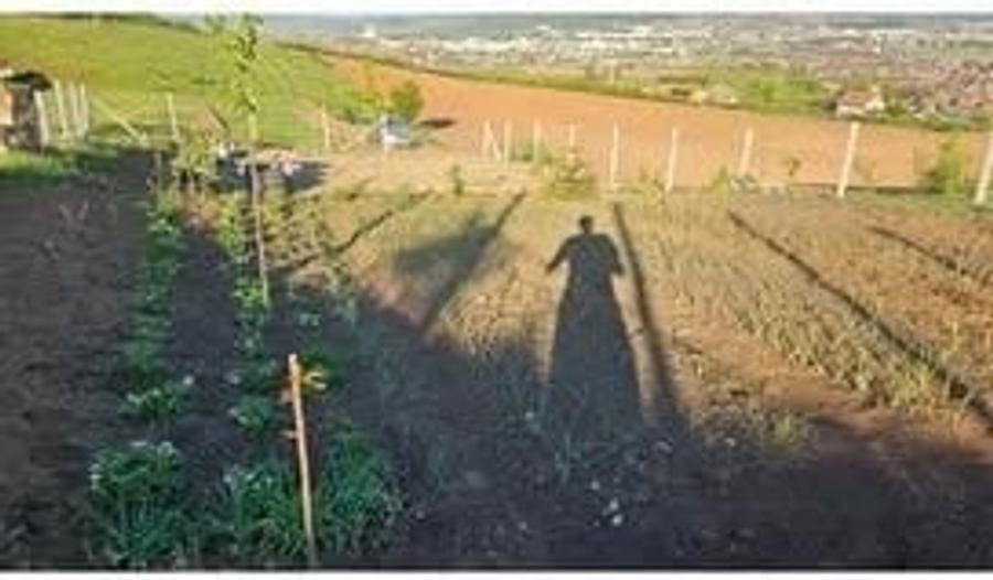 Vand 9 ari teren intravilan, Sancraiu de Mures, aproape de padure - 4