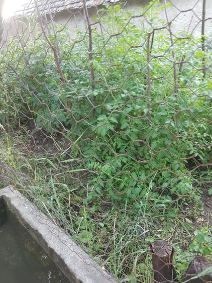 Casa singur in curte in Apoldu de Jos , la 35 km de Sibiu! - 16