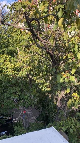 Vila zina 1 Mai Arcul de Triumf - 2