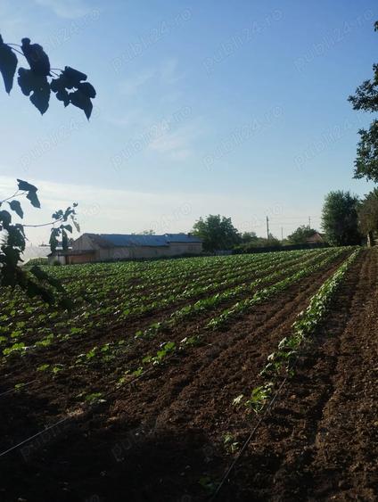 Vand casa batraneasca 3700 m2 Bragadiru Teleormani - 2