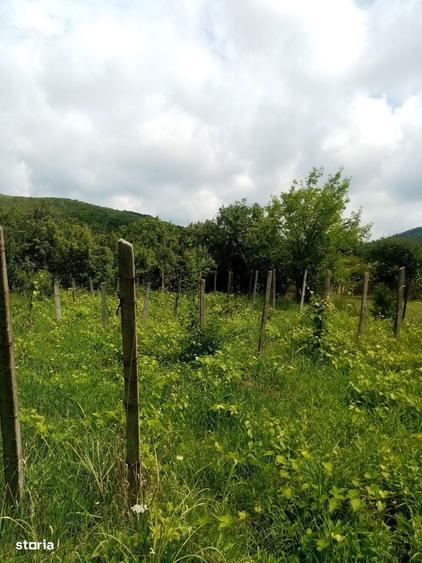 Oferta - Casa cu 2 camere si teren de 3198 mp - 7