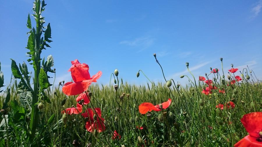 Proprietar - SUPER OFERTA - TEREN 17.500 MP - 7,5 EURO -  MOARA VLASIEI - 5