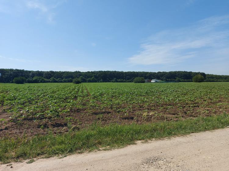 8.500 mp, cu deschidere la padure, dublă deschidere, Snagov –Ghermanesti - 7