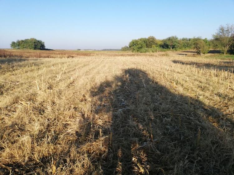 Teren extravilan (agricol Arabil) - 1