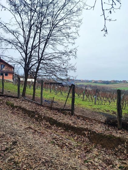 37 arii intravilan Viile Satu Mare - 10