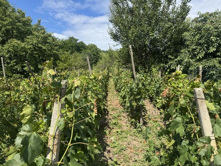 Casă cu 3 camere în Prundeni
