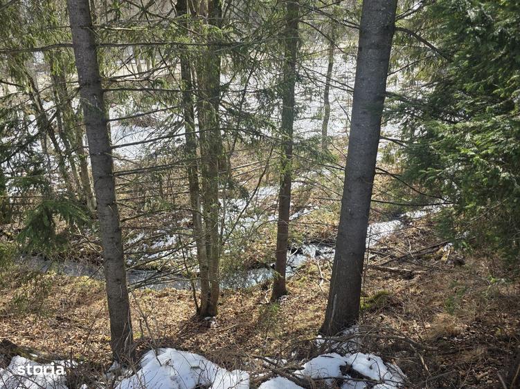 Teren intravilan 15.000 mp (1,5 ha) langa Parcul Calimani - 3