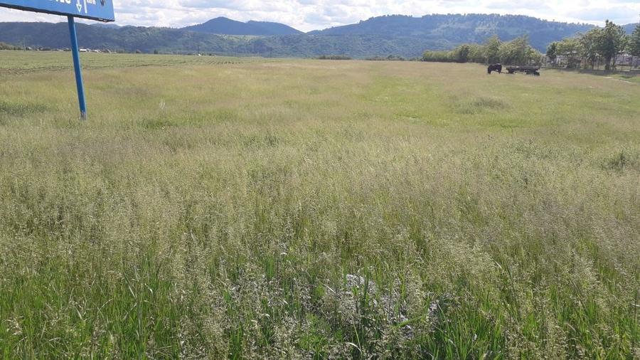 Teren intravilan 8900 mp,Dumbrava Rosiejud Neamt - 3