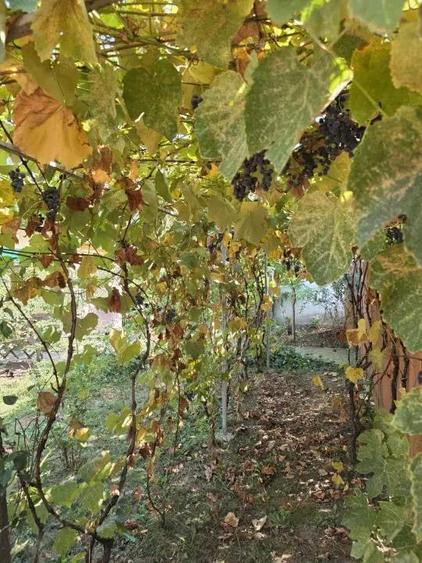 Casa, teren generos Magurele, sat Iazu, Prahova - 12