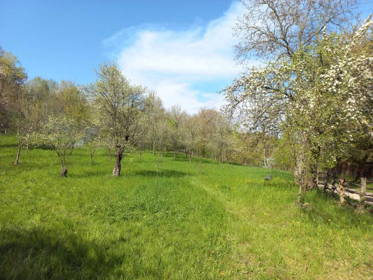 Teren de vanzare - 5