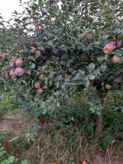 Vind teren in Fedeleseni-Strunga, Iasi - 7