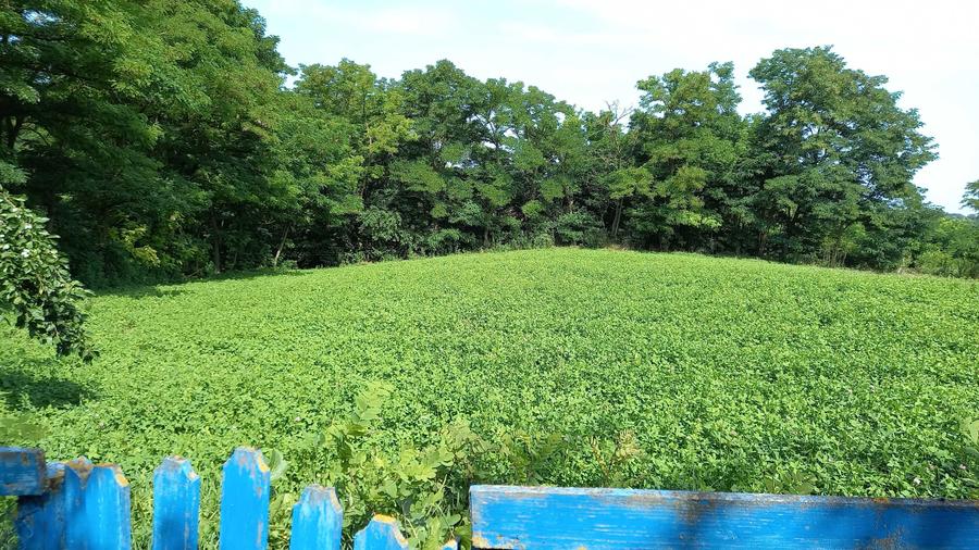 Casa de vanzare in comuna Paltinis-Botosani - 6